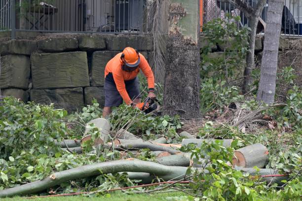 Best Stump Grinding Near Me  in USA